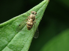 Chrysopilus splendidus