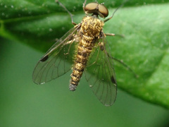 Chrysopilus splendidus