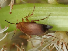 Anaspis flava