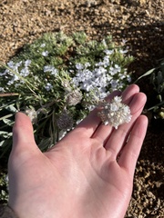 Ipomopsis globularis