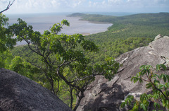 Terminalia melanocarpa