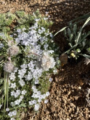 Ipomopsis globularis