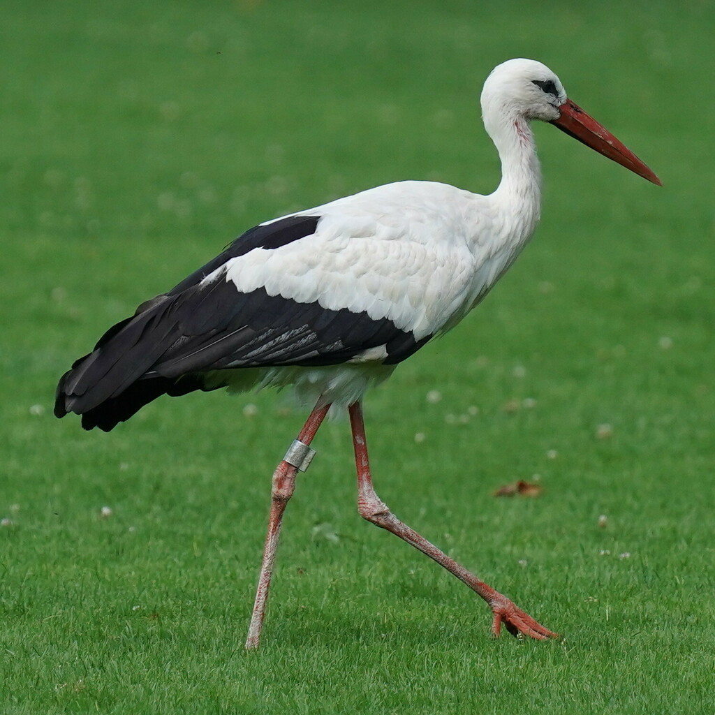 Cigogne blanche