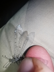 Neuroleon egenus