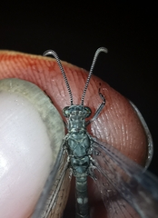 Neuroleon egenus