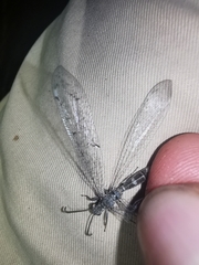 Neuroleon egenus