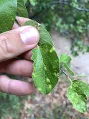 Pachypsylla venusta
