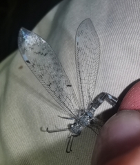 Neuroleon egenus