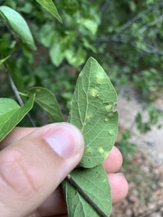 Pachypsylla venusta