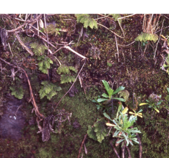Hymenophyllum dentatum