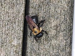 Xylocopa virginica