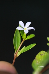 Catharanthus scitulus image