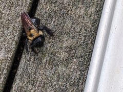 Xylocopa virginica