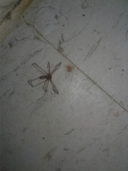 Pholcus phalangioides