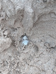 Dasymutilla pseudopappus