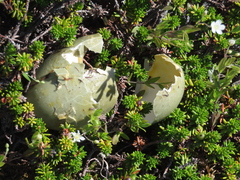 Somateria mollissima