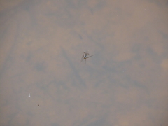 Trepobates subnitidus