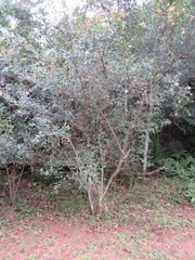 Hymenocardia ulmoides