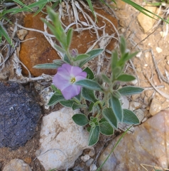 Evolvulus nuttallianus