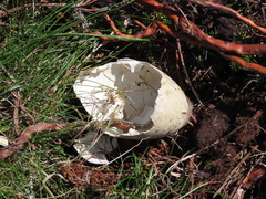 Somateria mollissima