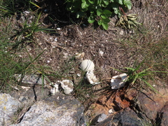 Somateria mollissima