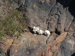 Somateria mollissima