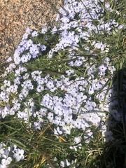 Phlox pulvinata