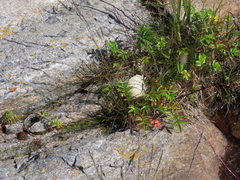 Somateria mollissima