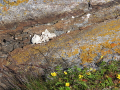 Somateria mollissima