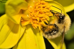 Bombus