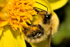 Bombus