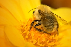 Bombus