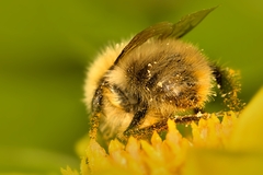 Bombus