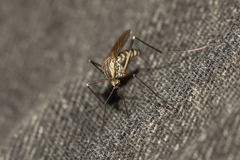 Aedes japonicus