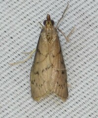 Blepharomastix haedulalis