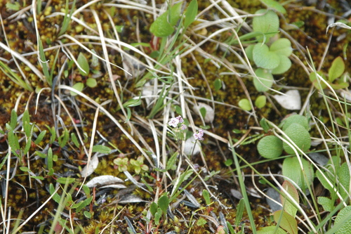 Image of Cardamine purpurea by (c) Syd Cannings, some rights reserved (CC BY)