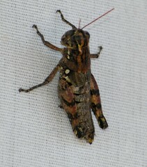 Agroecotettix modestus