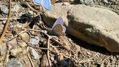 Polyommatus escheri