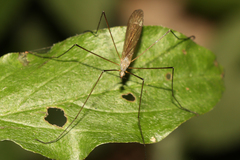 Dicranoptycha fuscescens