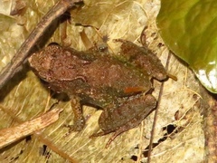 Phrynobatrachus tokba