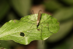 Dicranoptycha fuscescens