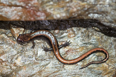 Gold-Striped Salamander photo 3