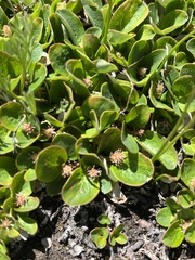 Salix reticulata