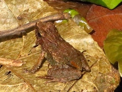 Phrynobatrachus tokba