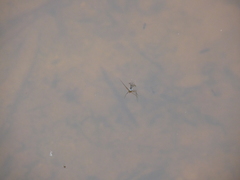 Trepobates subnitidus