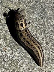 Limax maximus