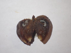 Xanthoteras radicola