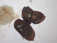 Xanthoteras radicola