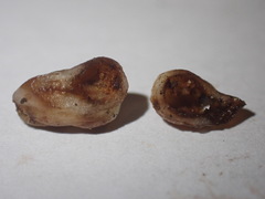 Xanthoteras radicola