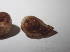 Xanthoteras radicola